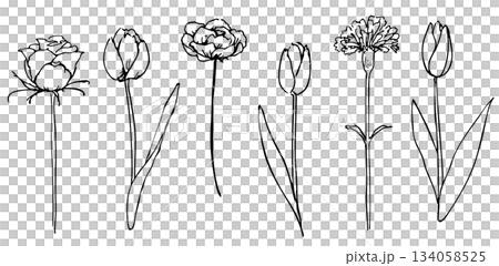 Hand-drawn flower and plant illustration set, line drawing 02 Hand-drawn flower and plant illustration set, line drawing 02 134058525