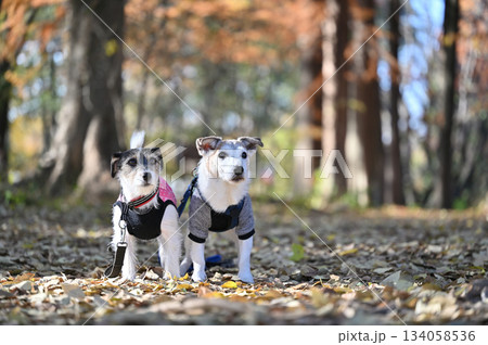 2匹の仲良しジャックラッセルテリア 2匹の仲良しジャックラッセルテリア 134058536