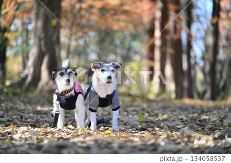 2匹の仲良しジャックラッセルテリア 134058537