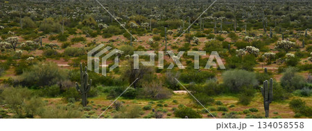 Landscape Sonoran Desert Arizona Landscape Sonoran Desert Arizona 134058558