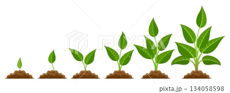 Phases plant growing 134058598
