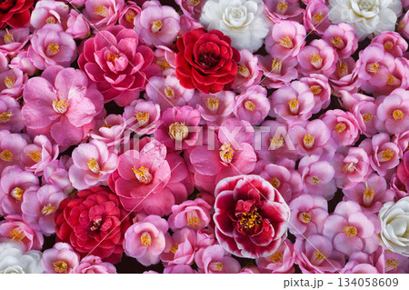 京都　霊鑑寺　春の特別拝観　美しい椿の花（京都府京都市左京区） 134058609