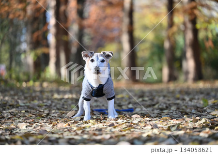 ジャックラッセルテリア 134058621
