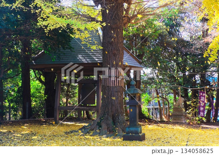 イチョウの葉が舞い散る秋の諏訪神社境内 134058625