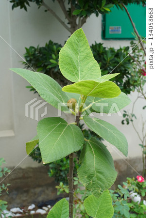 A young fig tree with fruit and healthy, large green leaves grows in a front garden. It's an upright, neat, and beautiful fruit tree with round berries. Close-up, vertical photo, natural background. A young fig tree with fruit and healthy, large green leaves grows in a front garden. It's an upright, neat, and beautiful fruit tree with round berries. Close-up, vertical photo, natural background. 134058668