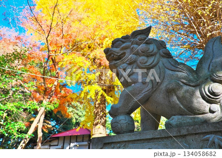 イチョウやモミジが色づく境内を見守る狛犬 134058682