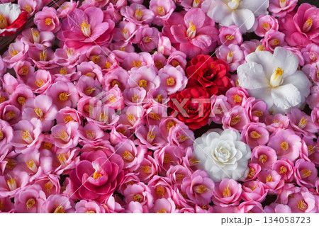 京都　霊鑑寺　春の特別拝観　美しい椿の花（京都府京都市左京区） 134058723