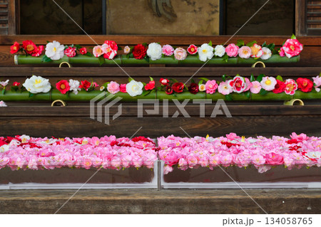 京都　霊鑑寺　春の特別拝観　美しい椿の花（京都府京都市左京区） 134058765