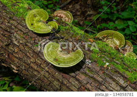 Trametes versicolor, also known as Polyporus versicolor, is a common polypore mushroom found throughout the world and also a well-known traditional medicinal mushroom growing on tree trunks 134058781