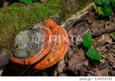 Fomitopsis pinicola, is a stem decay fungus common on softwood and hardwood trees. Its conk fruit body is known as the red-belted conk. The species is common throughout temperate Europe and Asia Fomitopsis pinicola, is a stem decay fungus common on softwood and hardwood trees. Its conk fruit body is known as the red-belted conk. The species is common throughout temperate Europe and Asia 134058783