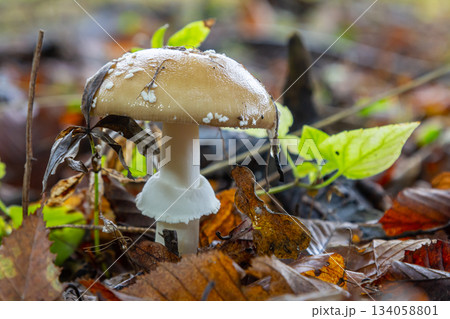 The Amanita pantherina, or the Panther Cap, a beautiful and iconic mushroom. A muted relative of the Amanita muscaria or fly agaric, its cap features a bold pattern The Amanita pantherina, or the Panther Cap, a beautiful and iconic mushroom. A muted relative of the Amanita muscaria or fly agaric, its cap features a bold pattern 134058801