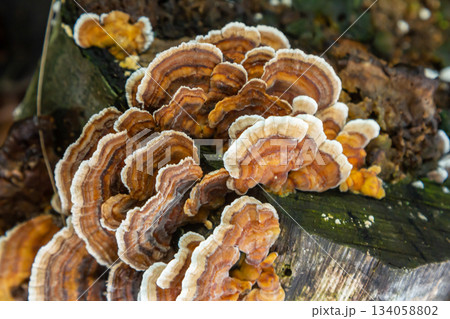 Hymenochaete rubiginosa growing on decaying wood in a forest habitat during a humid summer day 134058802