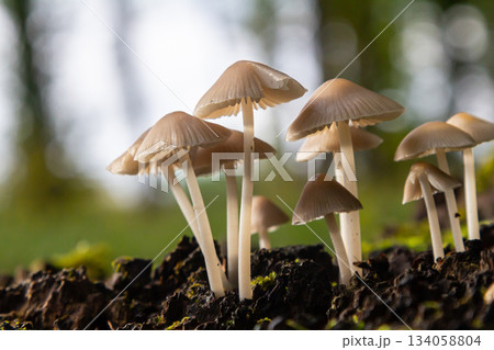 Unique mushrooms grow in forest undergrowth showcasing Amanita phalloides and Mycena galericulata thriving in natural habitat Unique mushrooms grow in forest undergrowth showcasing Amanita phalloides and Mycena galericulata thriving in natural habitat 134058804