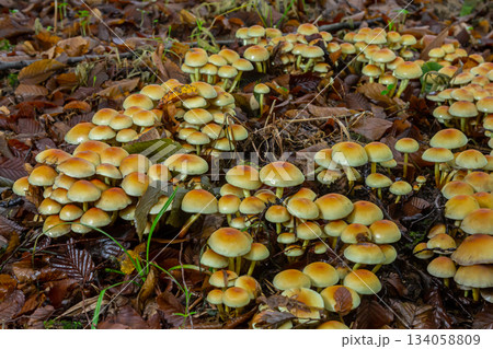 Sulphur tuft, Hypholoma fasciculare, or clustered woodlover on a dead tree Sulphur tuft, Hypholoma fasciculare, or clustered woodlover on a dead tree 134058809