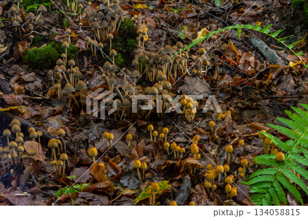 Sulphur tuft, Hypholoma fasciculare, or clustered woodlover on a dead tree 134058815