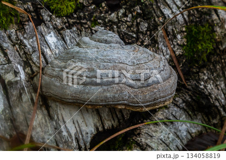 Fomitopsis pinicola, is a stem decay fungus common on softwood and hardwood trees. Its conk fruit body is known as the red-belted conk. The species is common throughout temperate Europe and Asia Fomitopsis pinicola, is a stem decay fungus common on softwood and hardwood trees. Its conk fruit body is known as the red-belted conk. The species is common throughout temperate Europe and Asia 134058819