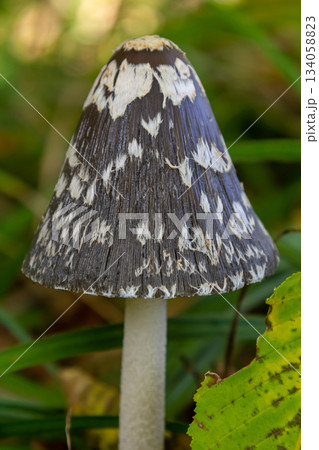 Coprinopsis Picacea also known as Magpie fungus poisonous mushroom in forest Coprinopsis Picacea also known as Magpie fungus poisonous mushroom in forest 134058823