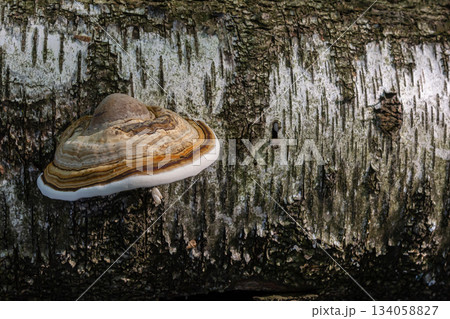 Fomitopsis pinicola, is a stem decay fungus common on softwood and hardwood trees. Its conk fruit body is known as the red-belted conk. The species is common throughout temperate Europe and Asia 134058827