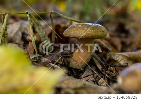 Mushroom Amanita phalloides growing in a forest during autumn on fallen leaves and twigs beneath a canopy of trees Mushroom Amanita phalloides growing in a forest during autumn on fallen leaves and twigs beneath a canopy of trees 134058828