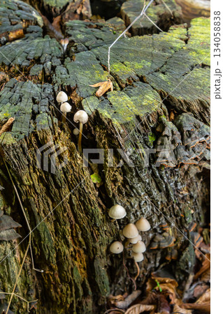 Small mushrooms grow on a decaying tree stump in a forest environment during the early stages of autumn Small mushrooms grow on a decaying tree stump in a forest environment during the early stages of autumn 134058838