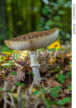 The Amanita pantherina, or the Panther Cap, a beautiful and iconic mushroom. A muted relative of the Amanita muscaria or fly agaric, its cap features a bold pattern The Amanita pantherina, or the Panther Cap, a beautiful and iconic mushroom. A muted relative of the Amanita muscaria or fly agaric, its cap features a bold pattern 134058852