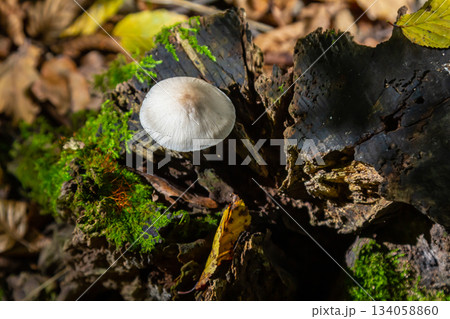 Psathyrella and Mycena galericulata mushrooms growing on decaying wood in a forest during autumn Psathyrella and Mycena galericulata mushrooms growing on decaying wood in a forest during autumn 134058860