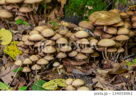 Sulphur tuft, Hypholoma fasciculare, or clustered woodlover on a dead tree Sulphur tuft, Hypholoma fasciculare, or clustered woodlover on a dead tree 134058861