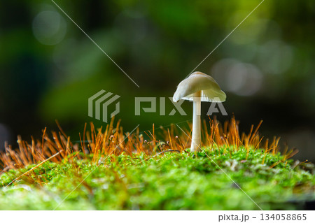 Beautiful mycena galericulata mushroom growing on moss under soft natural light in a lush green forest Beautiful mycena galericulata mushroom growing on moss under soft natural light in a lush green forest 134058865