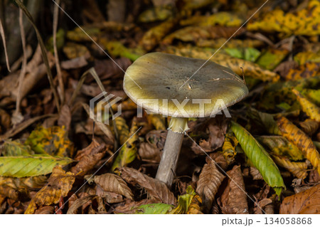 Identification of Amanita phalloides mushroom growing in a forest environment during autumn 134058868