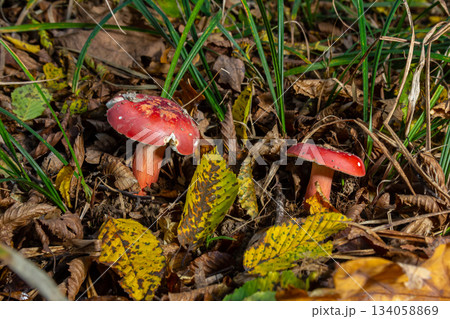 Russula rosea synonym Russula lepida, known as the rosy russula, is a north temperate, commonly found mushroom of the large brittlegill genus Russula 134058869