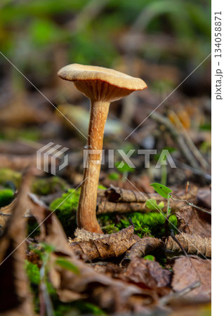 Mushrooms Amanita phalloides and Cortinarius rubellus thrive in forest undergrowth during autumn season Mushrooms Amanita phalloides and Cortinarius rubellus thrive in forest undergrowth during autumn season 134058871