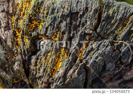 Lycogala epidendrum visible on decaying wood, highlighting its vibrant yellow sporangia in a forest setting during late summer 134058873