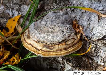 Fomitopsis pinicola, is a stem decay fungus common on softwood and hardwood trees. Its conk fruit body is known as the red-belted conk. The species is common throughout temperate Europe and Asia 134058876