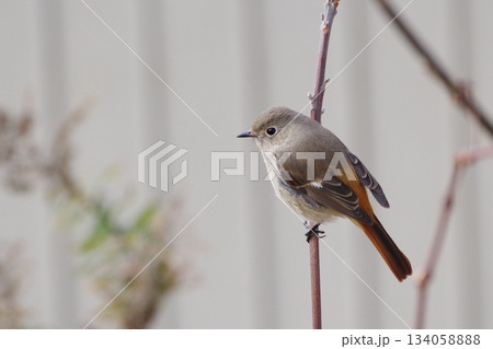 枝にとまったジョウビタキ 枝にとまったジョウビタキ 134058888