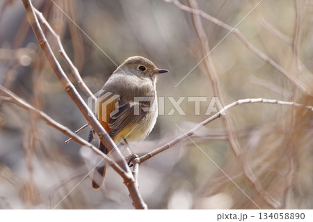 こちらを見つめるジョウビタキ 134058890