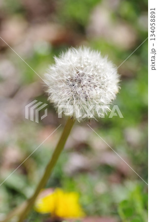 ふわふわの綿毛 ふわふわの綿毛 134058891