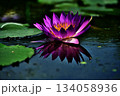 水面に映り込む睡蓮 134058936
