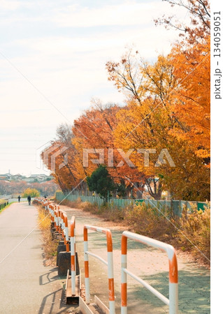 色鮮やかな紅葉 134059051