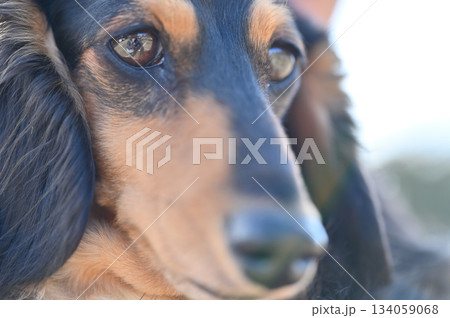 可愛いダックスフンドの顔のアップ 134059068