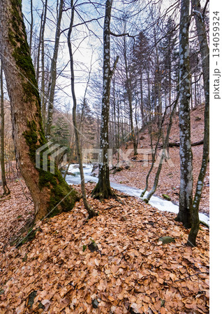 winter landscape with forest and frozen river. tranquil scene with beech trees near the shore of ice covered water stream through carpathian mountains. beautiful weather background or travel concept winter landscape with forest and frozen river. tranquil scene with beech trees near the shore of ice covered water stream through carpathian mountains. beautiful weather background or travel concept 134059324