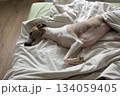 Whippet dog sleeping on bed. s. Allowing dog to share bed. Love between pets and their owners 134059405