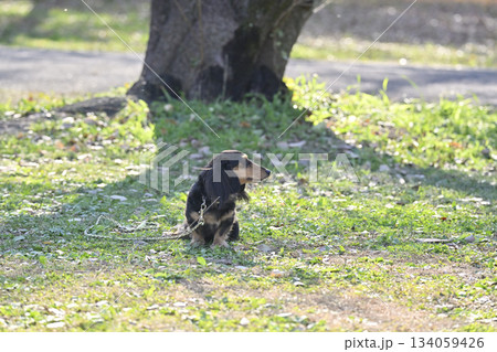 可愛いダックスフンド 134059426