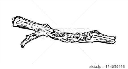 Vector dried broken tree branch covered with textured lichen illustration painted by black inks. One old twig with moss realistic graphic sketch. Winter element for nature blog article, print design 134059466