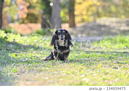可愛いダックスの紅葉散歩 可愛いダックスの紅葉散歩 134059475