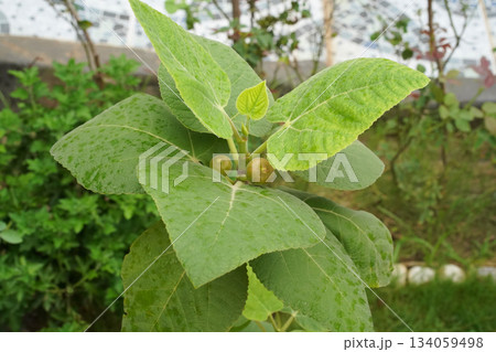 A fig tree with ripening fruit and large, healthy green leaves grows in a front garden. A close-up of a young, beautiful, fruitful tree with two berries and raindrops on its broad leaves. High angle. A fig tree with ripening fruit and large, healthy green leaves grows in a front garden. A close-up of a young, beautiful, fruitful tree with two berries and raindrops on its broad leaves. High angle. 134059498