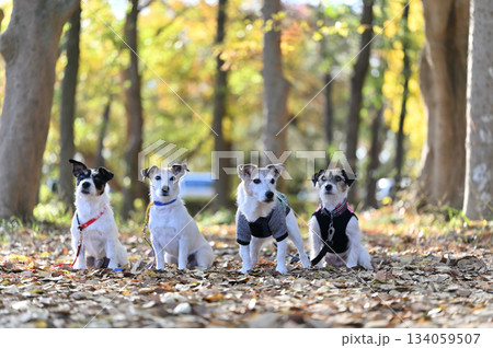 ジャックラッセルテリアたちの紅葉散歩 134059507