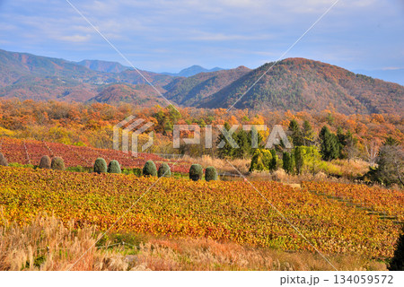 《山梨県》紅葉したブドウ畑と山並み 《山梨県》紅葉したブドウ畑と山並み 134059572