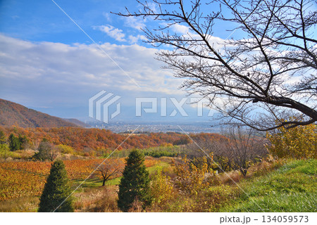 《山梨県》紅葉したブドウ畑と甲府盆地 134059573
