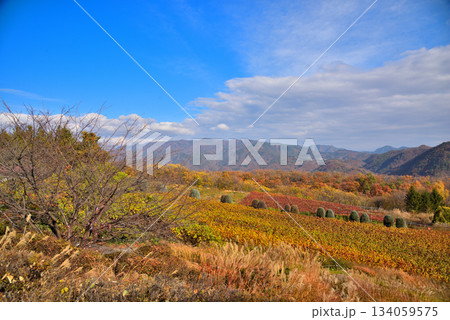 《山梨県》紅葉したブドウ畑と山並み 134059575