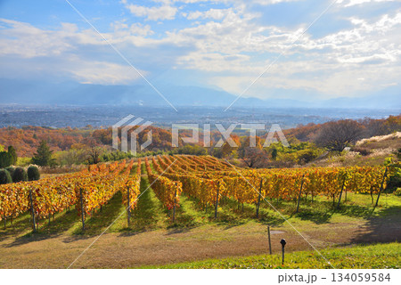 《山梨県》紅葉したブドウ畑と甲府盆地 《山梨県》紅葉したブドウ畑と甲府盆地 134059584